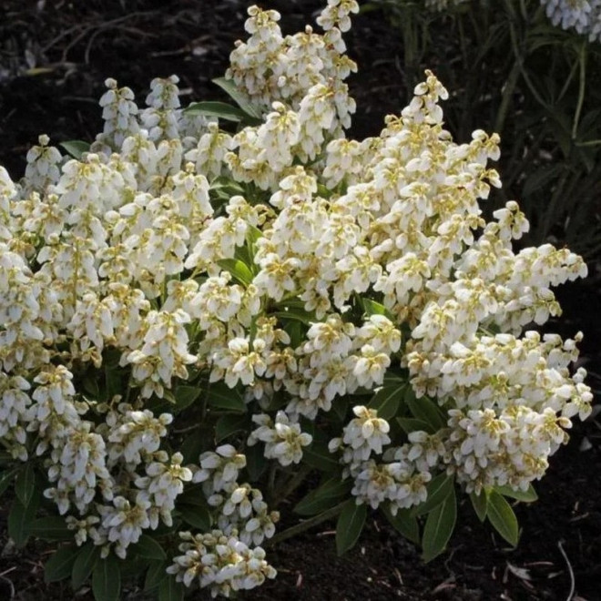 Pieris japonica Pieris japoński Debutante