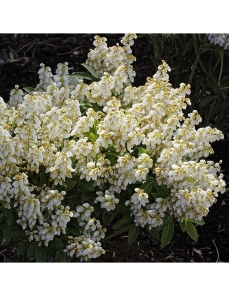 Pieris japonica Pieris japoński Debutante