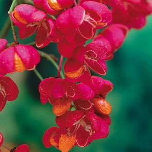 Trzmielina pospolita Red Cascade Euonymus europaeus