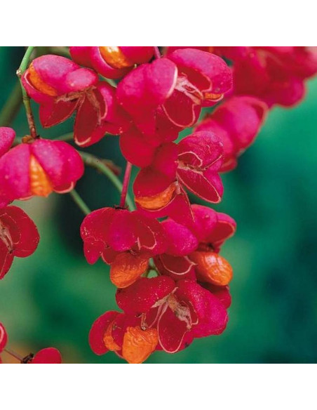 Trzmielina pospolita Red Cascade Euonymus europaeus