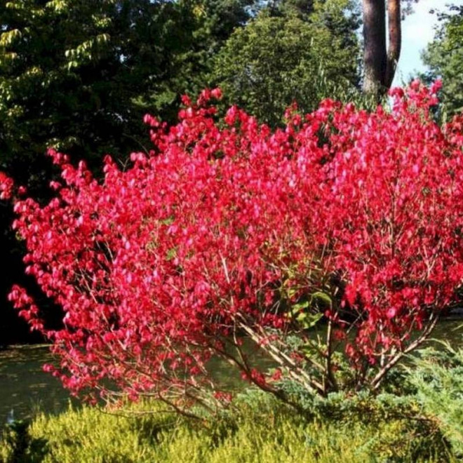 Red Cascade Euonymus europaeus Trzmielina pospolita
