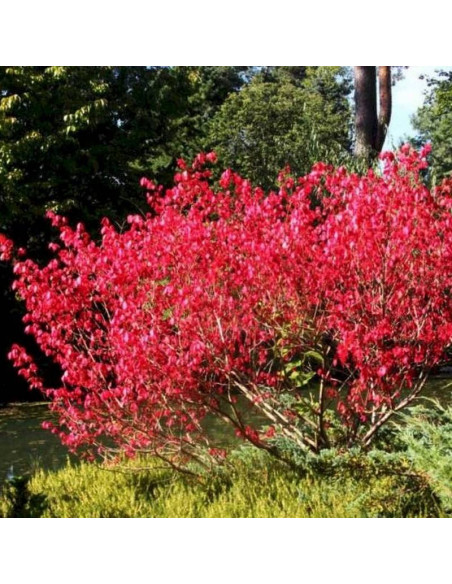 Red Cascade Euonymus europaeus Trzmielina pospolita