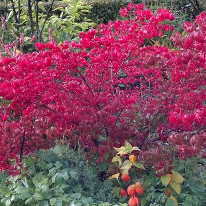 Euonymus europaeus Trzmielina pospolita Red Cascade
