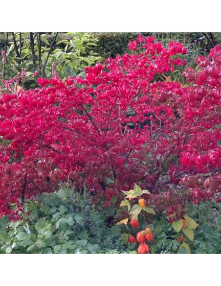 Euonymus europaeus Trzmielina pospolita Red Cascade