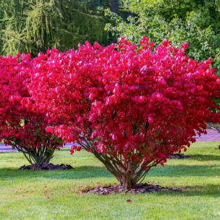 Trzmielina oskrzydlona Euonymus alatus