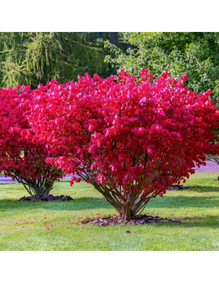 Trzmielina oskrzydlona Euonymus alatus