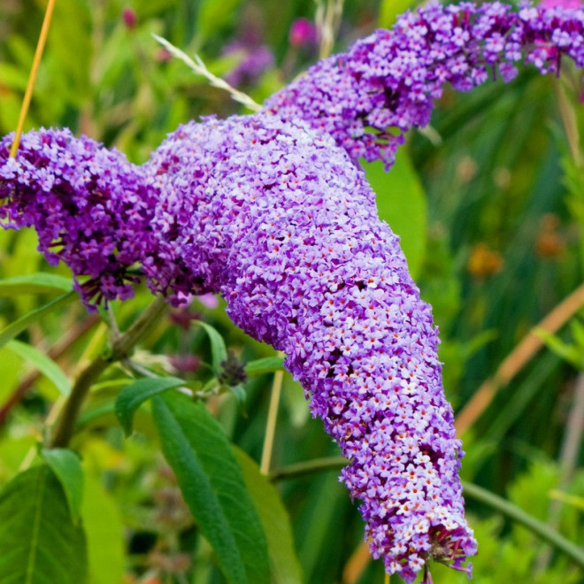 Buddleja davidii Budleja Davida Purple Emperor PBR