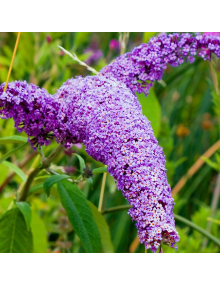 Buddleja davidii Budleja Davida Purple Emperor PBR