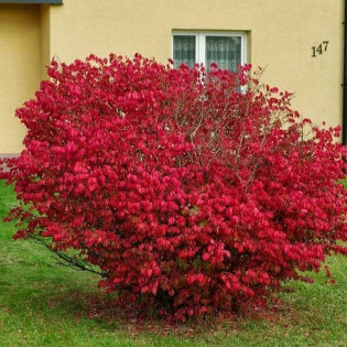 Trzmielina oskrzydlona Euonymus alatus 2