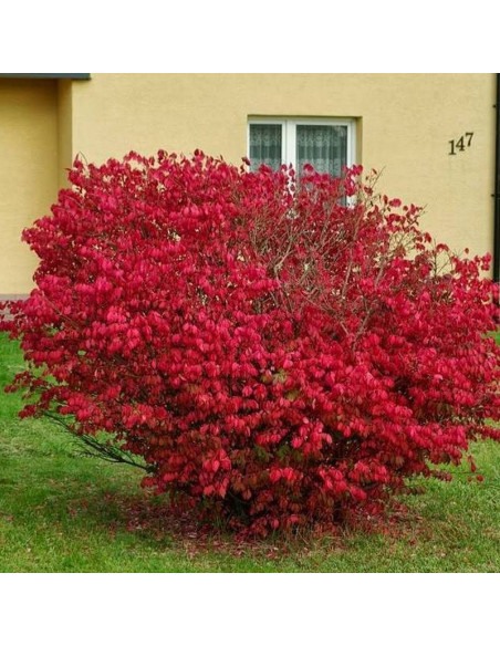 Euonymus alatus Trzmielina oskrzydlona