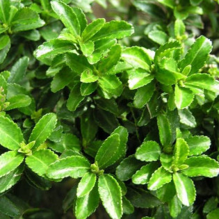 Euonymus japonicus Trzmielina japońska Microphyllus