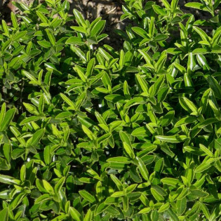 Euonymus japonicus Trzmielina japońska Microphyllus 2