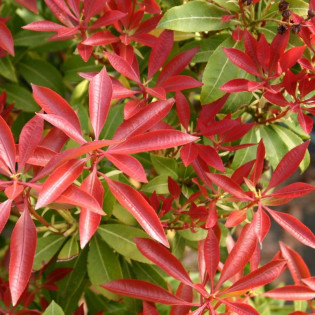 Pieris japonica Pieris japoński Red Mill 2