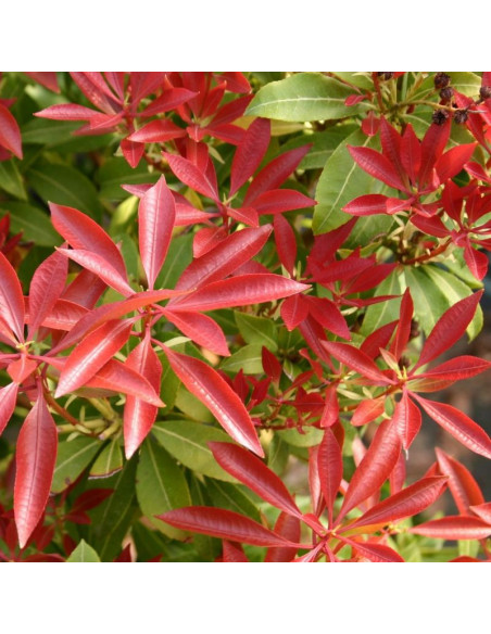 Red Mill Pieris japoński Pieris japonica