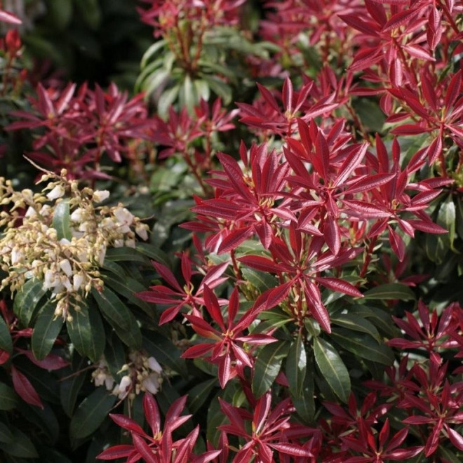 Pieris japonica Pieris japoński Red Mill