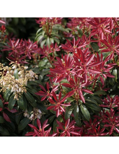 Pieris japonica Pieris japoński Red Mill