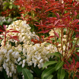 Pieris japonica Pieris japoński Red Mill