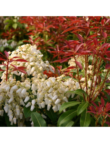 Pieris japonica Pieris japoński Red Mill