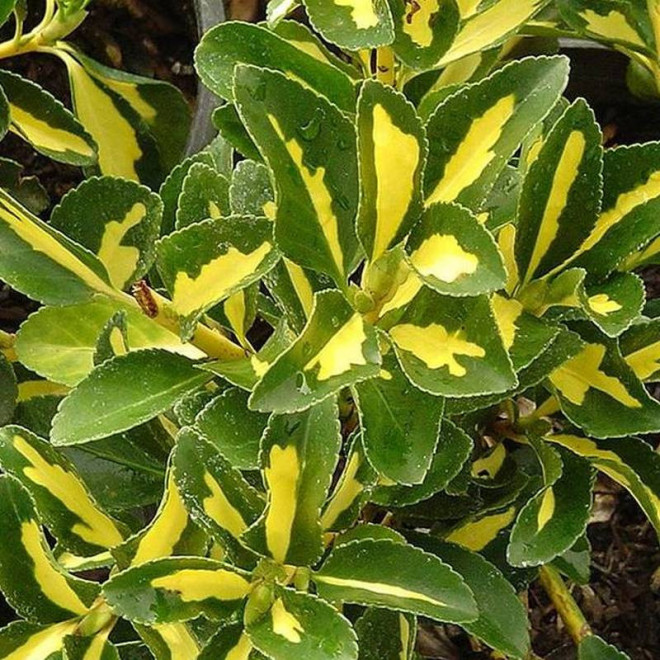 Trzmielina japońska Gold Rocket PBR Euonymus japonicus