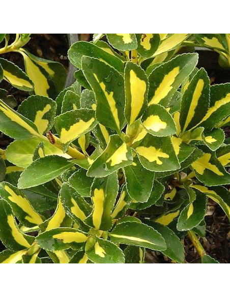 Trzmielina japońska Gold Rocket PBR Euonymus japonicus