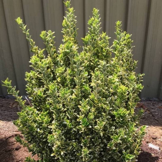 Gold Rocket PBR Euonymus japonicus Trzmielina japońska