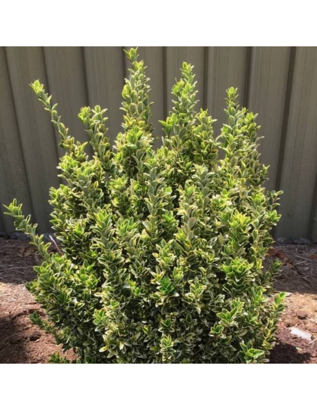 Gold Rocket PBR Euonymus japonicus Trzmielina japońska