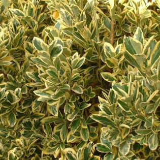 Albomarginatus Euonymus japonicus Trzmielina japońska