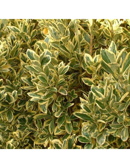 Albomarginatus Euonymus japonicus Trzmielina japońska