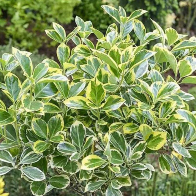 Trzmielina japońska Albomarginatus Euonymus japonicus