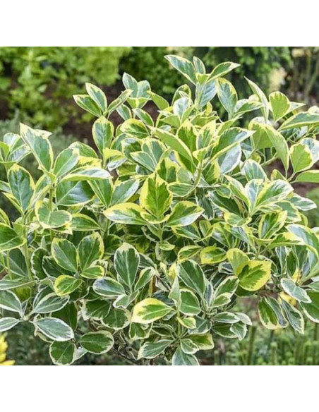 Trzmielina japońska Albomarginatus Euonymus japonicus