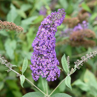 Budleja Davida Purple Prince Buddleja davidii