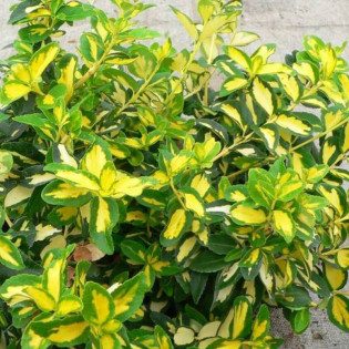 Trzmielina Fortune'a Sunspot Euonymus fortunei - Szkółka Florela