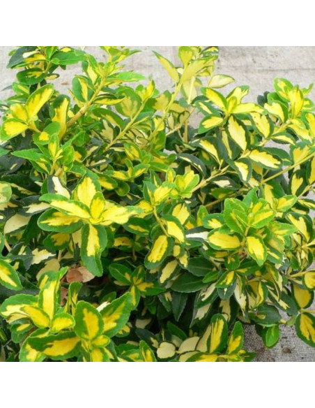 Trzmielina Fortune'a Sunspot Euonymus fortunei - Szkółka Florela