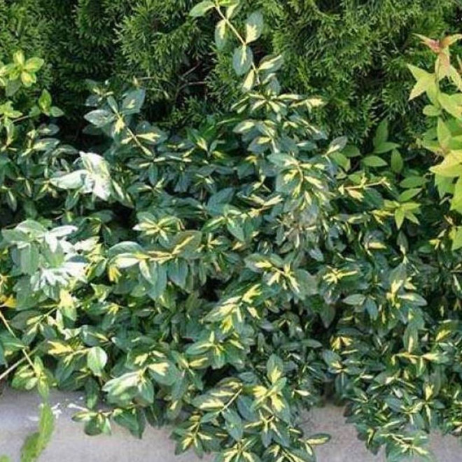 Euonymus fortunei Trzmielina Fortune'a Sunspot