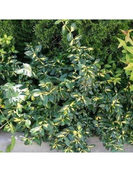 Euonymus fortunei Trzmielina Fortune'a Sunspot