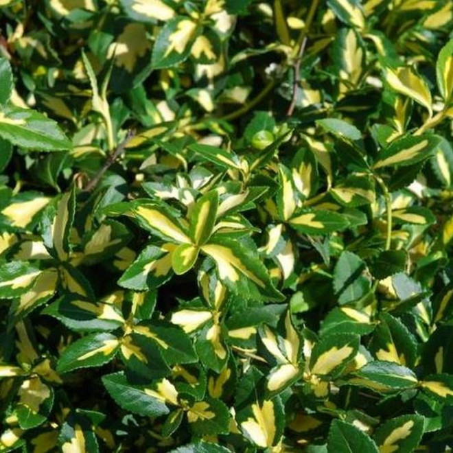 Sunspot Euonymus fortunei Trzmielina Fortune'a
