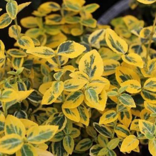 Trzmielina Fortune'a Sunshine Euonymus fortunei