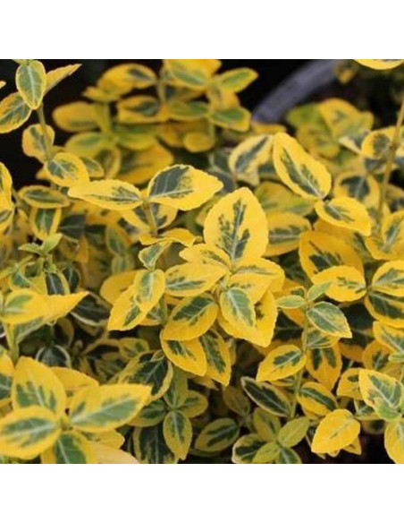 Trzmielina Fortune'a Sunshine Euonymus fortunei