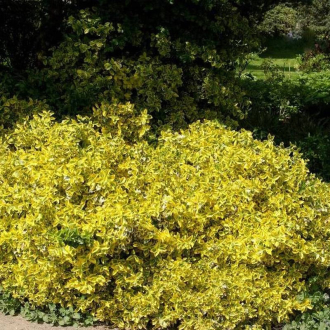 Sunshine Euonymus fortunei Trzmielina Fortune'a