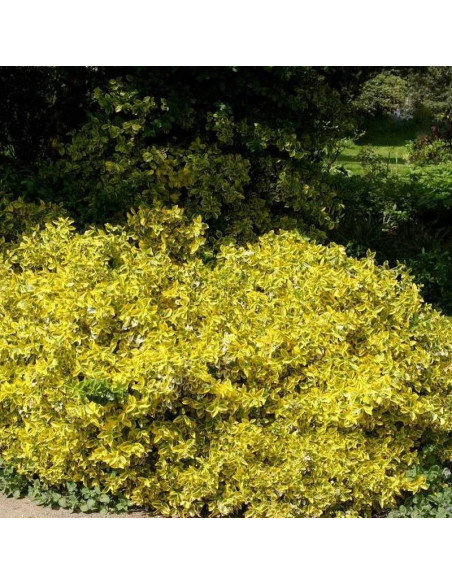 Sunshine Euonymus fortunei Trzmielina Fortune'a