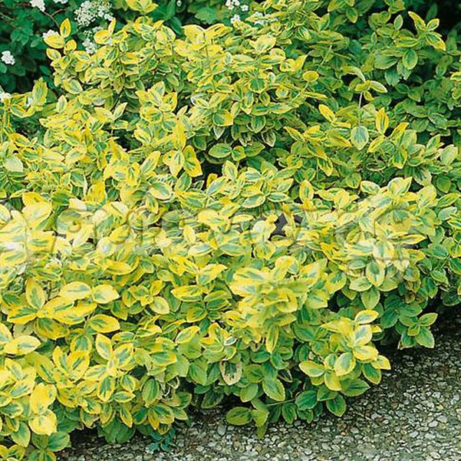 Euonymus fortunei Trzmielina Fortune'a Sunshine