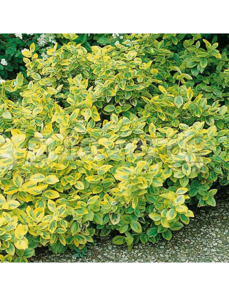Euonymus fortunei Trzmielina Fortune'a Sunshine
