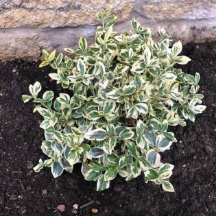 Trzmielina Fortune'a Silver Queen Euonymus fortunei