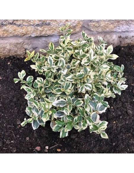 Trzmielina Fortune'a Silver Queen Euonymus fortunei