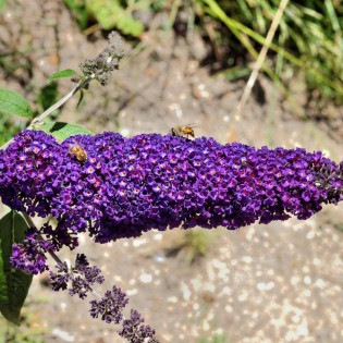 Budleja Davida Purple Splendor Buddleja davidii