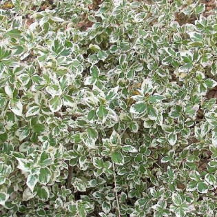 Trzmielina Fortune'a Silver Queen Euonymus fortunei 2