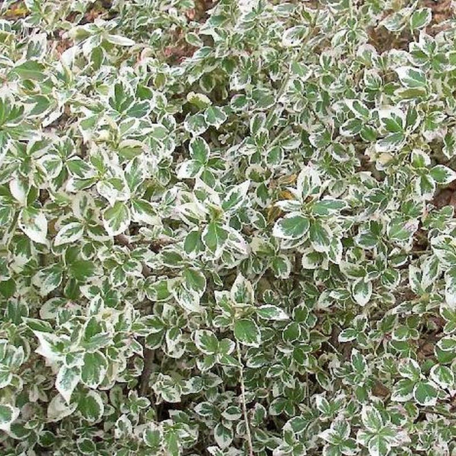 Trzmielina Fortune'a Euonymus fortunei Silver Queen