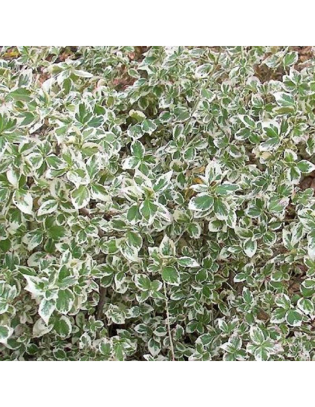 Trzmielina Fortune'a Euonymus fortunei Silver Queen