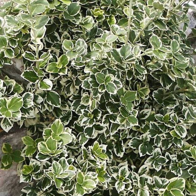Euonymus fortunei Trzmielina Fortune'a Silver Queen