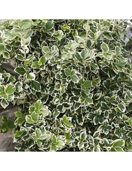Euonymus fortunei Trzmielina Fortune'a Silver Queen